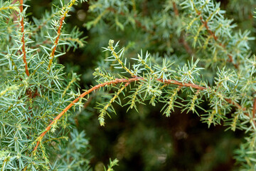 Naklejka na ściany i meble Branch with needle leaves of juniper Juniperus communis close-up..
