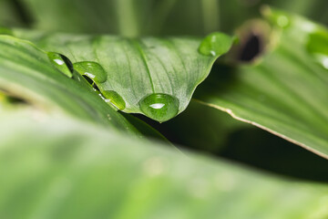 Beautiful morning dew in nature on leaves. Green tones.