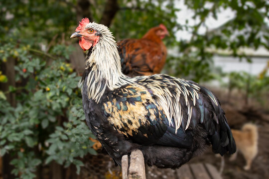 Beautiful black and white rooster with defocused foliage background, soft focus
