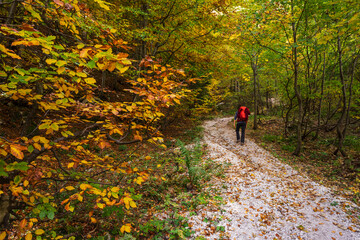 trail in Okreselj forest, julian alps, Slovenia, Central Europe,