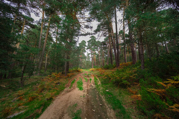 Autumn landscape of a forest with a path