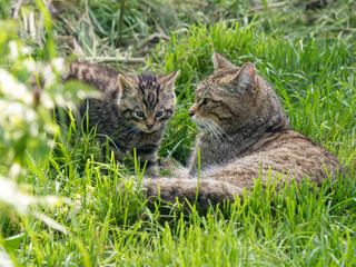 Naklejka na ściany i meble Female Scottish Wildcat and Kitten