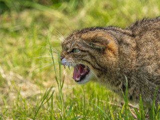 Scottish Wildcat Snarling Close Up