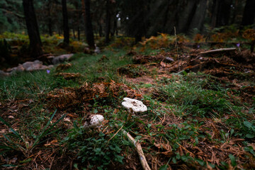 Oddly shaped mushroom in the autumn forest