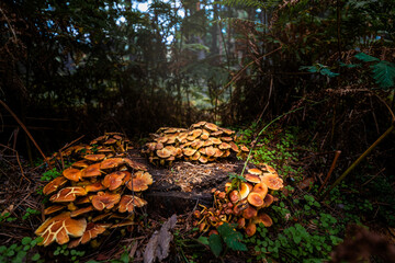 Group of orange mushrooms in the gloom of a forest in autumn