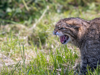 Naklejka na ściany i meble Scottish Wildcat Snarling Close Up