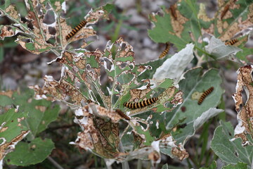 bunch of yellow and black striped caterpillars of the cinnabar moth destructing a plant