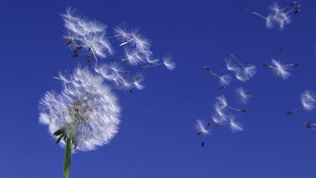 4k Slow motion shot of dandelion seed flying away in the wind