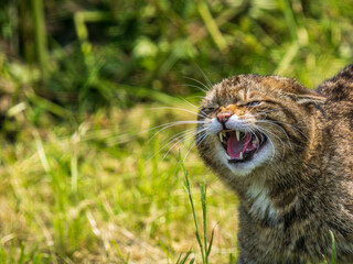 Scottish Wildcat Snarling Close Up