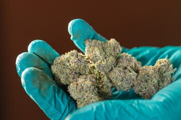 Complete Drying & Curing Marijuana Cannabis flowers buds Closeup with drying cola pistil trichomes...