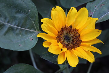 a blooming sunflower in the garden
