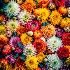 Colorful chrysanthemum flowers as background- top view