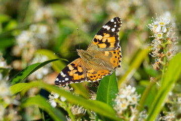 Painted Lady (Vanessa cardui) butterfly perched on a white flower in Zurich, Switzerland