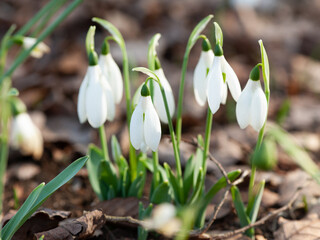 小さなスノードロップ