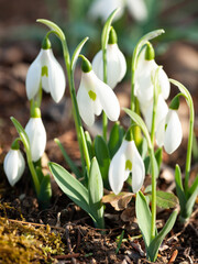 スノードロップの花