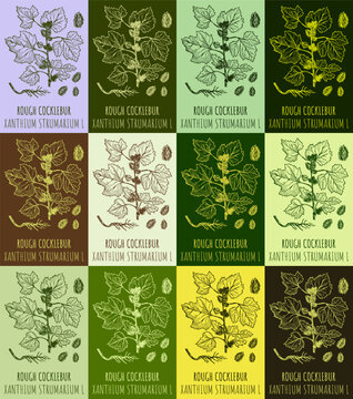 Set of vector drawing of ROUGH COCKLEBUR in various colors. Hand drawn illustration. Latin name XANTHIUM STRUMARIUM L.
