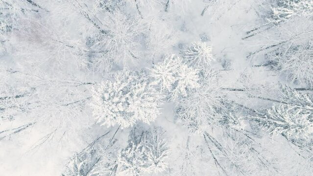Beautiful aerial top-down view of snow covered pine forests. Rime ice and hoar frost covering trees. Scenic winter landscape.