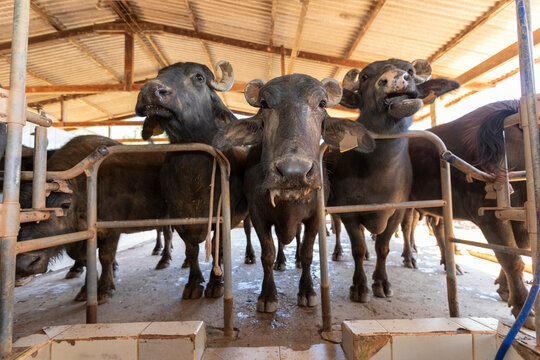 milking system industry on the buffala cow farm in Brazil