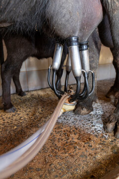 automatic milking system industry on the buffala cow farm in Brazil