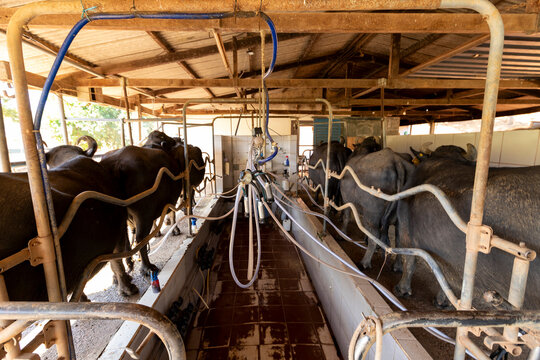automatic milking system industry on the buffala cow farm in Brazil
