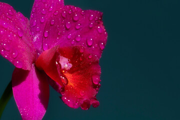 Flowers with water drops
