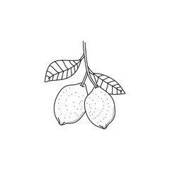 Lemon line icons vector illustration. Hand drawn outline whole citrus, lemon line icon