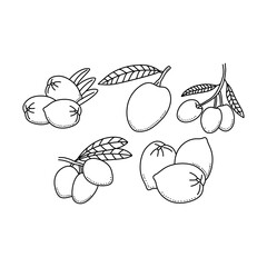 Olive sketch line icon element collection, olive branches isolated over white background
