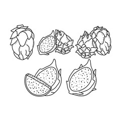 hand drawn set of dragon fruit on a white background. vector illustration