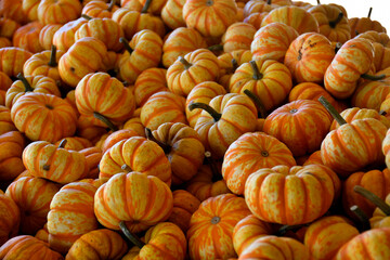 Gourds at pumpkin patch farm for sale