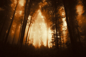autumn sunset in magical dark woods