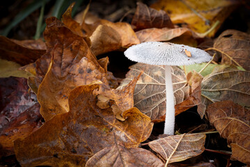 A single, tiny, clear-white mushroom surrounded by fallen leaves.