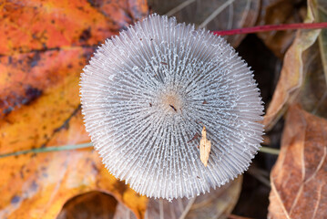 A single, tiny, clear-white mushroom surrounded by fallen leaves, from directly above.