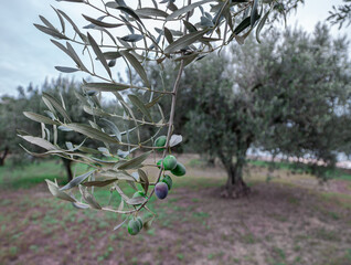 Olive branch with green olives to make extra virgin olive oil in a field of olive trees