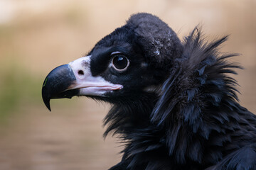 Cinereous Vulture - Aegypius monachus, portrait of large bird of prey from Euroasian mountains, Bulgaria.