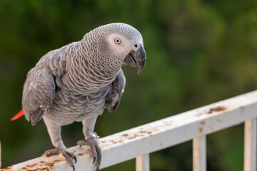 close up of a grey parrot