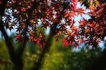 autumn leaves in the sun