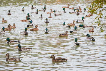 Fototapeta premium Ducks swim around the pond in the city park