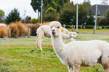 White alpacas on a farm in New Zealand  