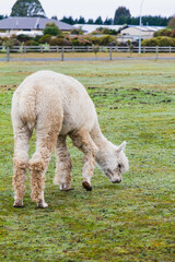 White alpacas on a farm in New Zealand  