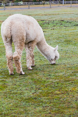 White alpacas on a farm in New Zealand  