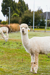 White alpacas on a farm in New Zealand  