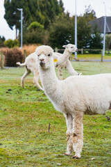 White alpacas on a farm in New Zealand  