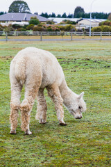 White alpacas on a farm in New Zealand  