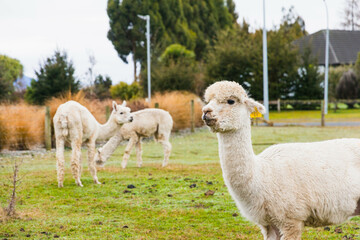 White alpacas on a farm in New Zealand  