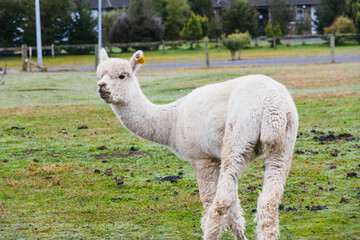 White alpacas on a farm in New Zealand  