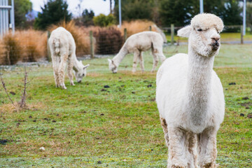 White alpacas on a farm in New Zealand  