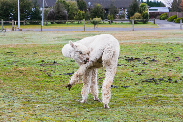 White alpacas on a farm in New Zealand  