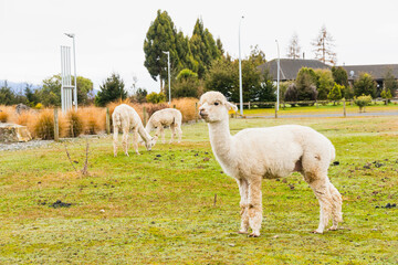 White alpacas on a farm in New Zealand  