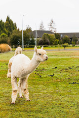 White alpacas on a farm in New Zealand  