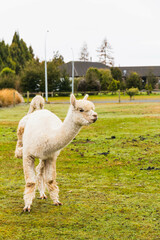 White alpacas on a farm in New Zealand  